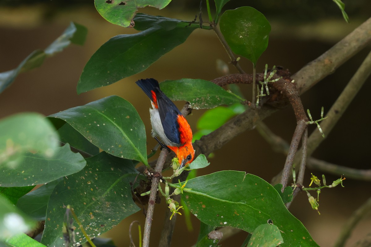 Scarlet-headed Flowerpecker - ML554456741