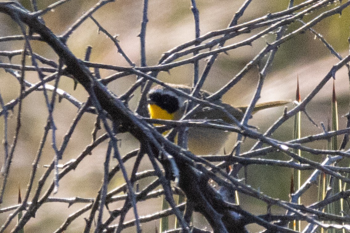 Common Yellowthroat - Russell Campbell