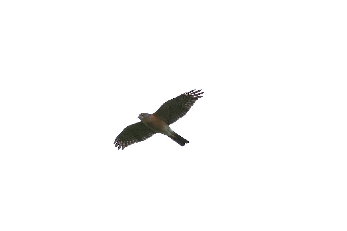 Japanese Sparrowhawk - ML554457551