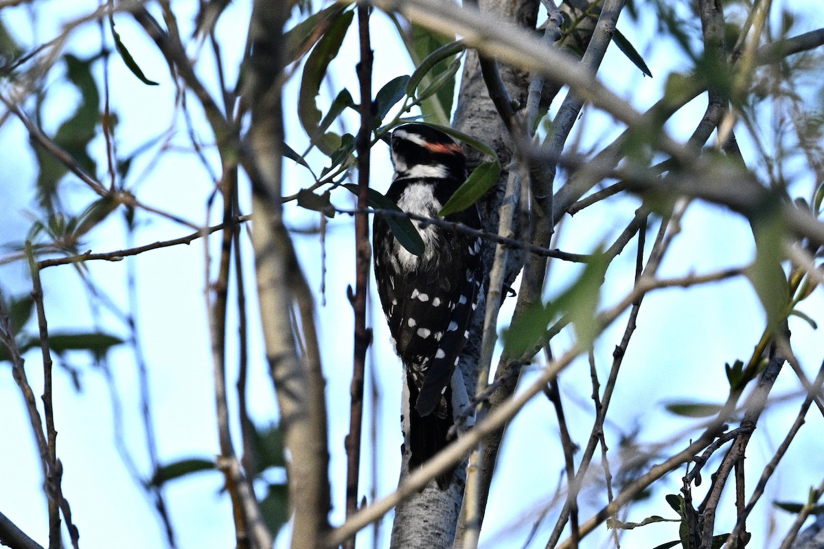 Downy Woodpecker - ML554459061