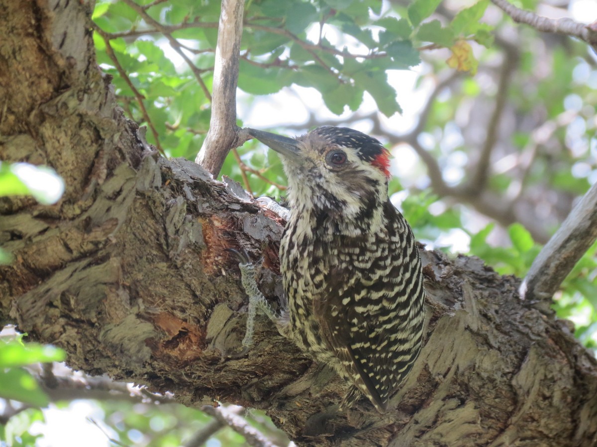 Striped Woodpecker - Ash Allnutt