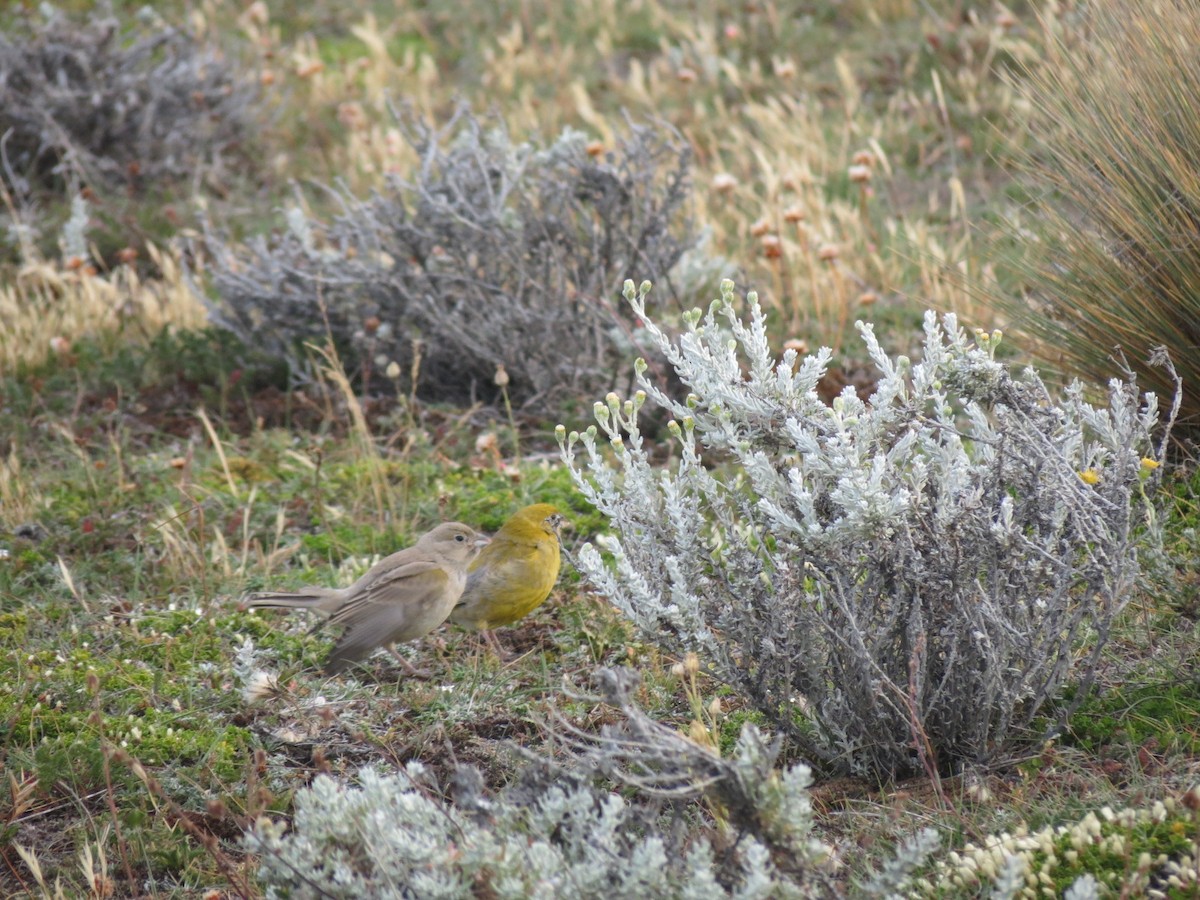 Patagonian Yellow-Finch - Ash Allnutt