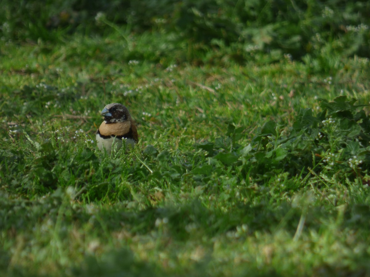 Chestnut-breasted Munia - Matt Hinze