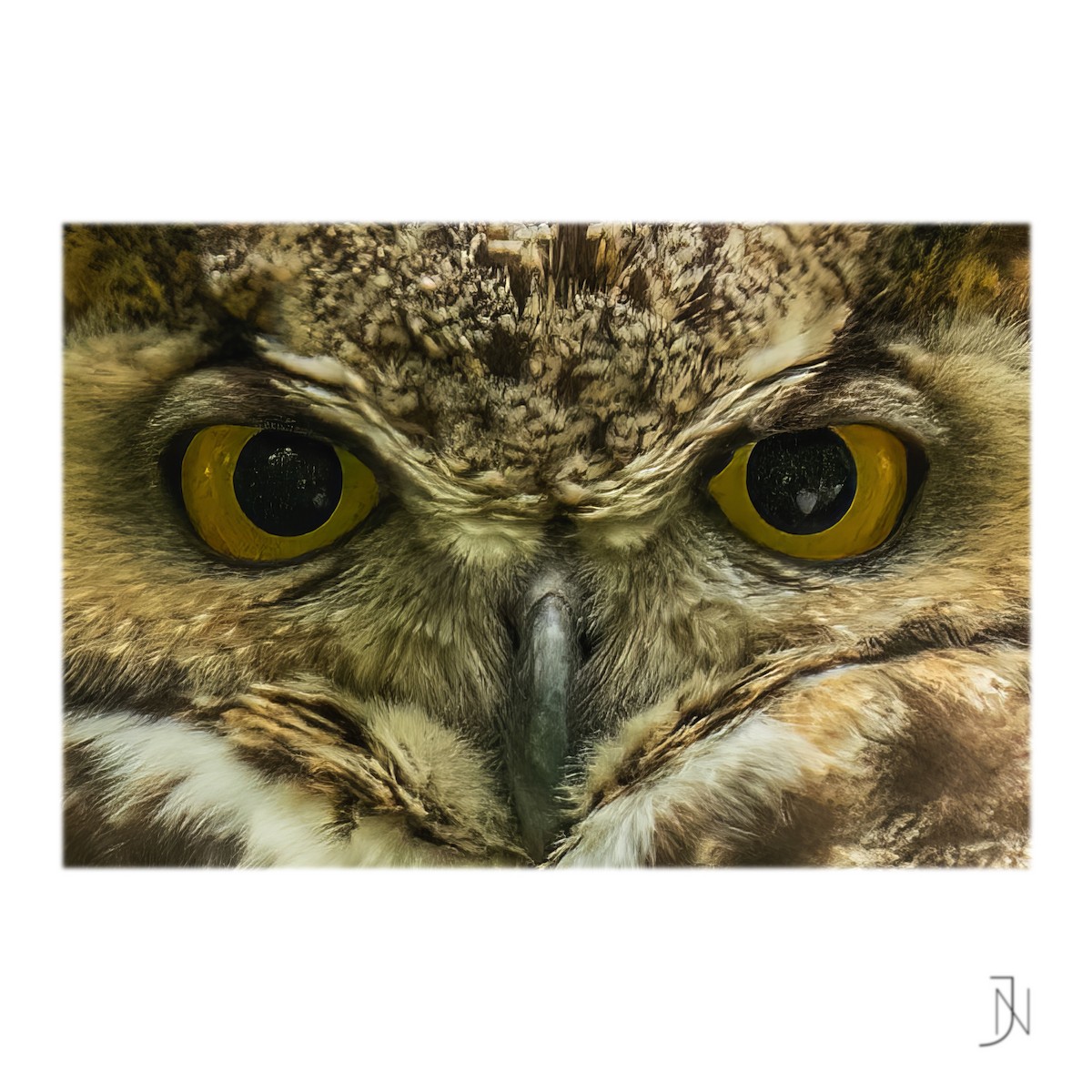 Great Horned Owl - ML554471621