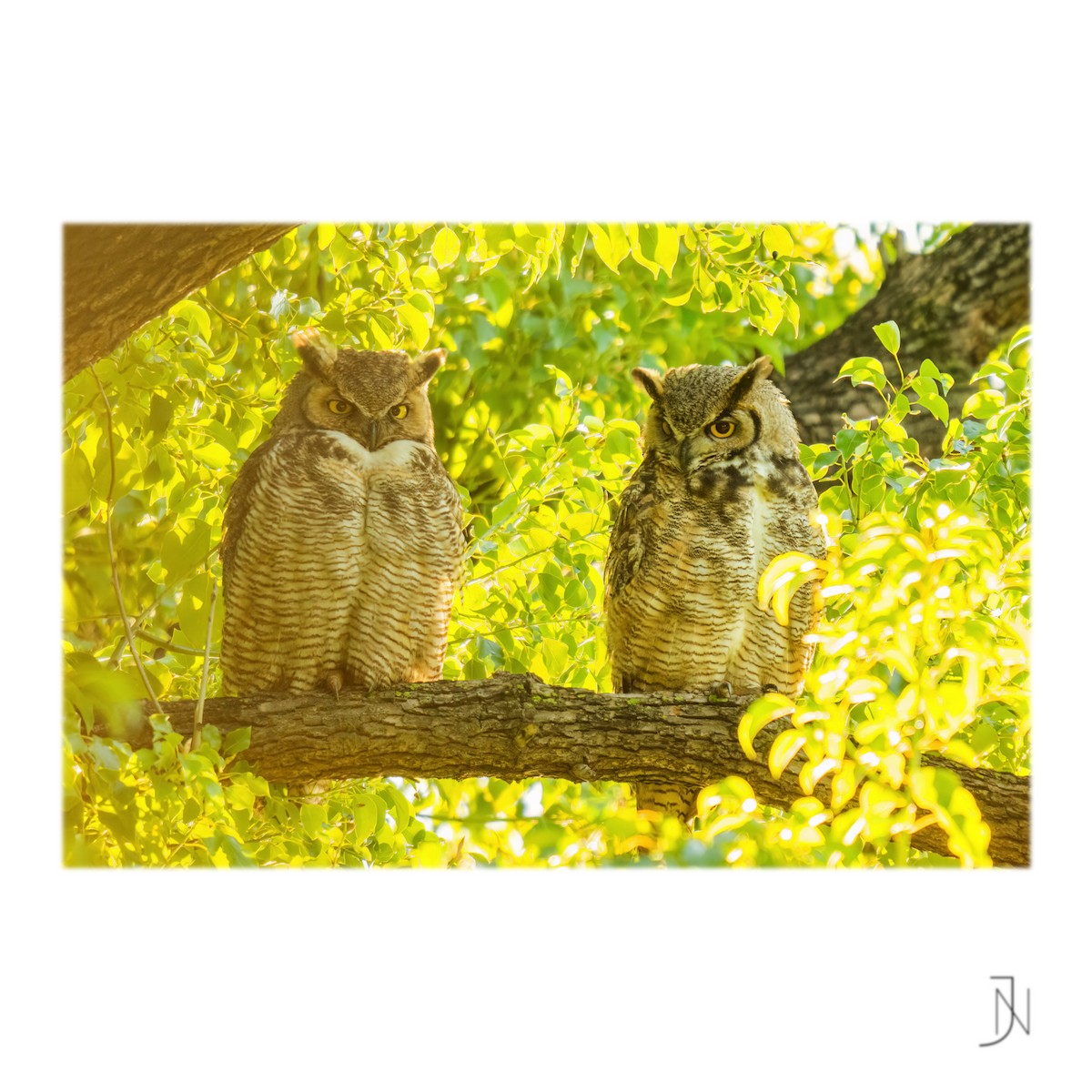 Great Horned Owl - ML554471641