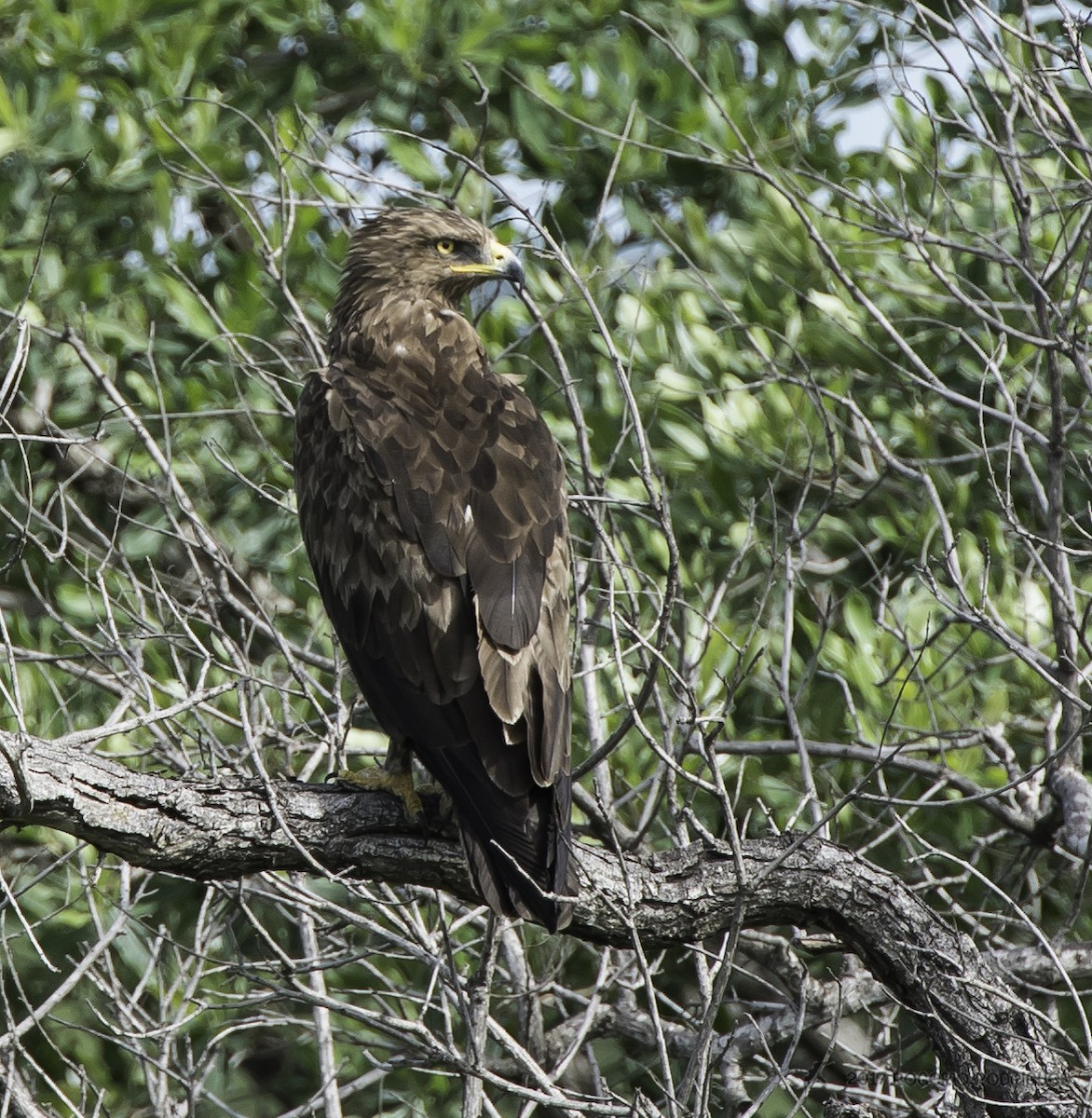 Lesser Spotted Eagle - Rogério Rodrigues