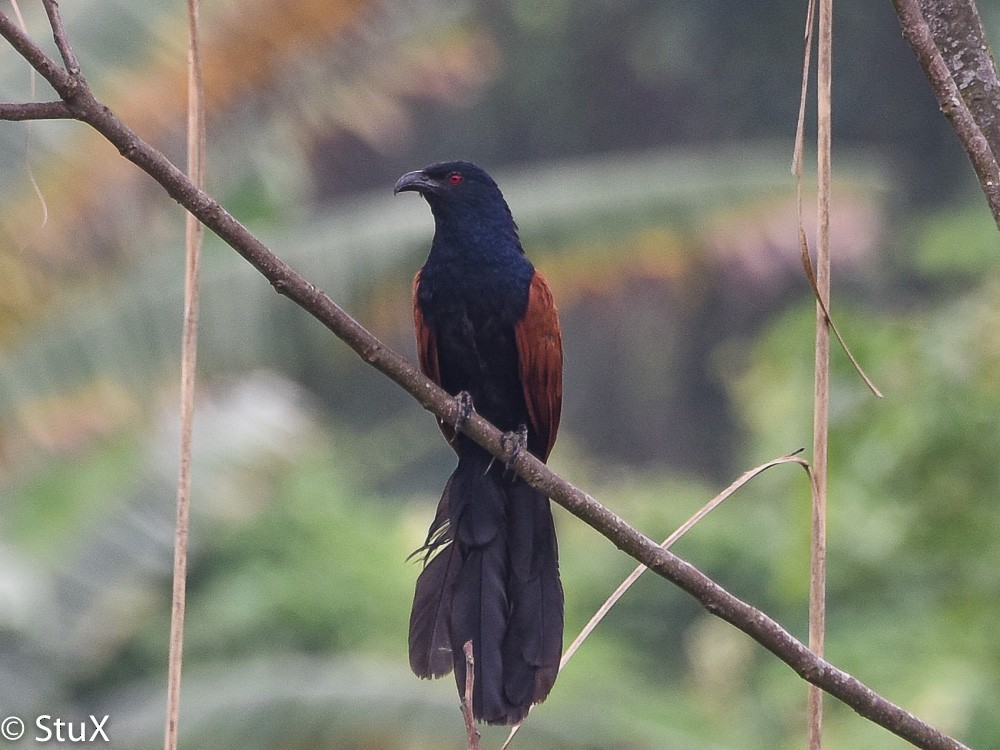 Greater Coucal - ML554473621