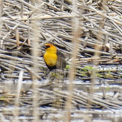 Yellow-headed Blackbird - ML55447561