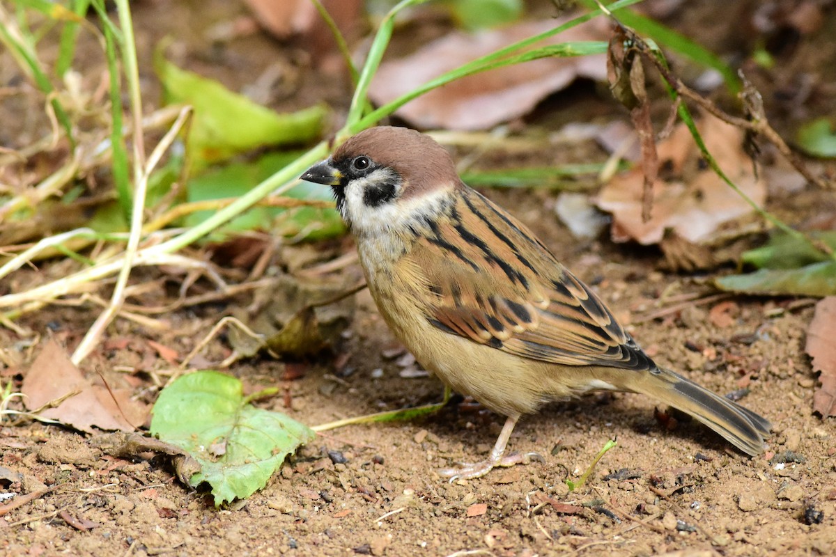 Eurasian Tree Sparrow - ML554476241