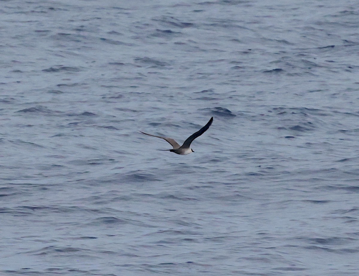 Long-tailed Jaeger - ML554479561