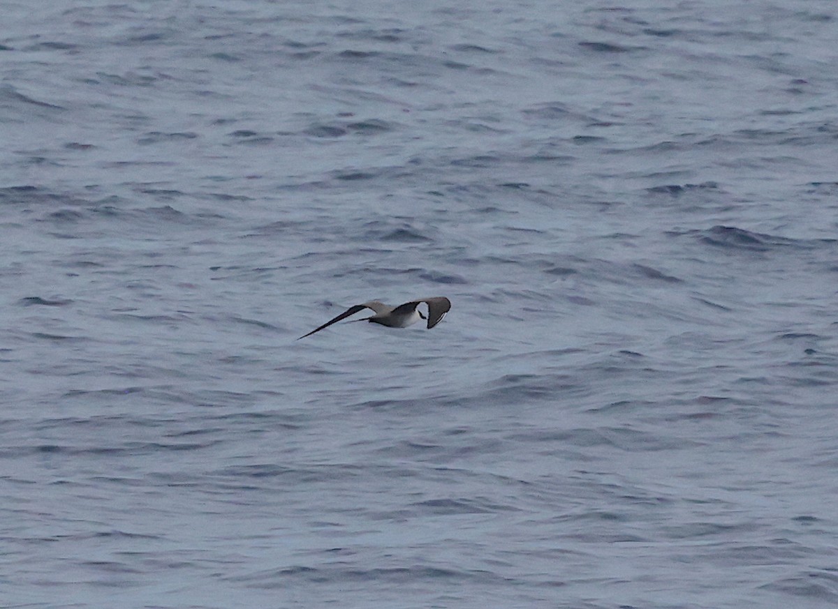 Long-tailed Jaeger - ML554479571