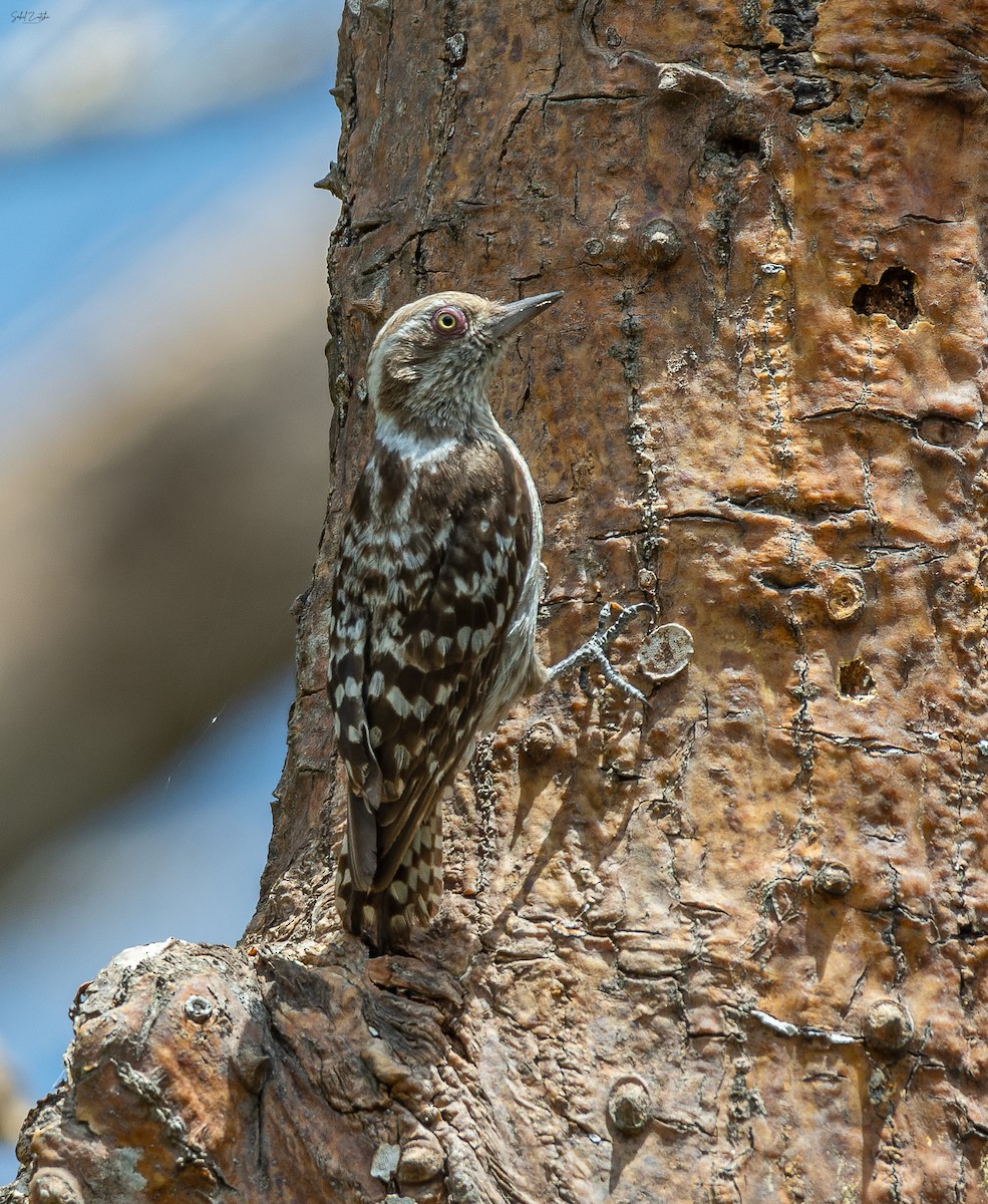 Brown-capped Pygmy Woodpecker - ML554482341
