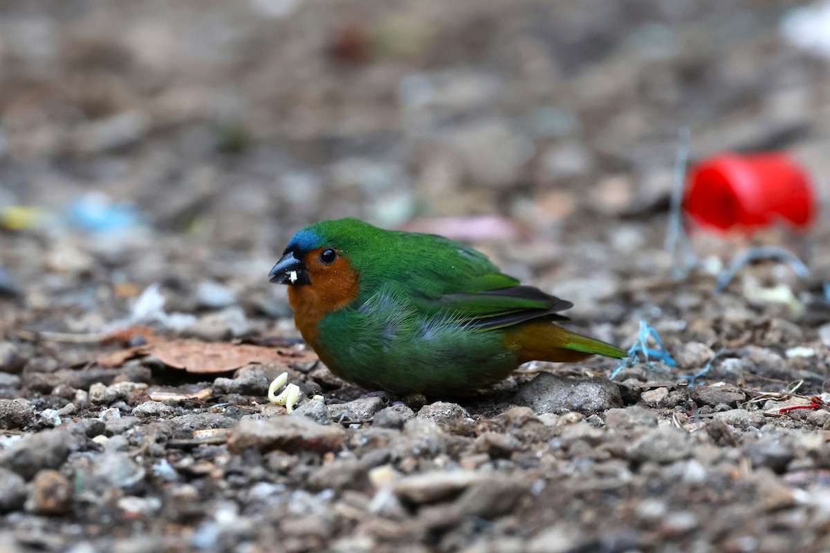 Tawny-breasted Parrotfinch - ML554483071