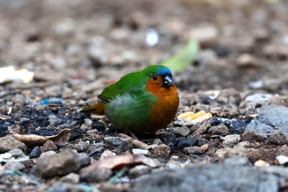 Tawny-breasted Parrotfinch - 志民 蘇