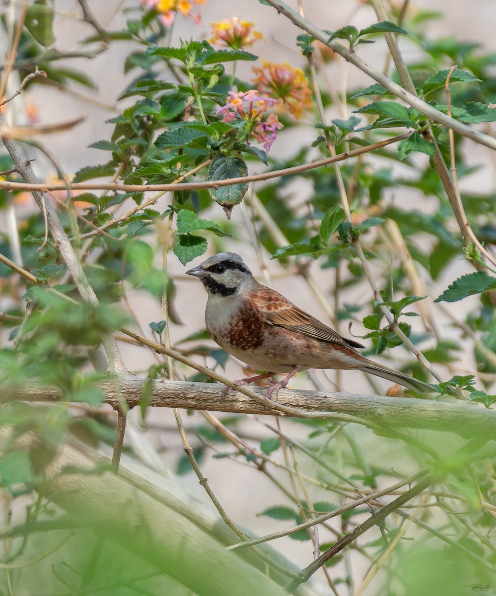 White-capped Bunting - ML554484851