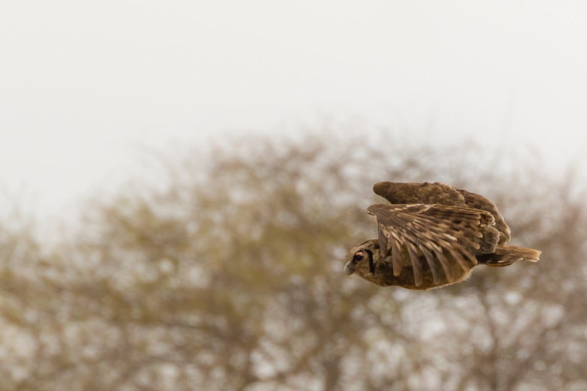 Verreaux's Eagle-Owl - ML554485751