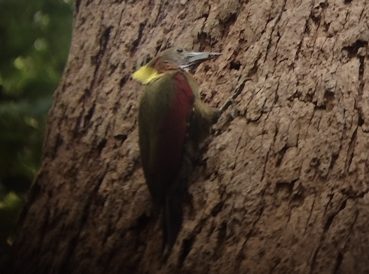 Checker-throated Woodpecker - Lars Mannzen