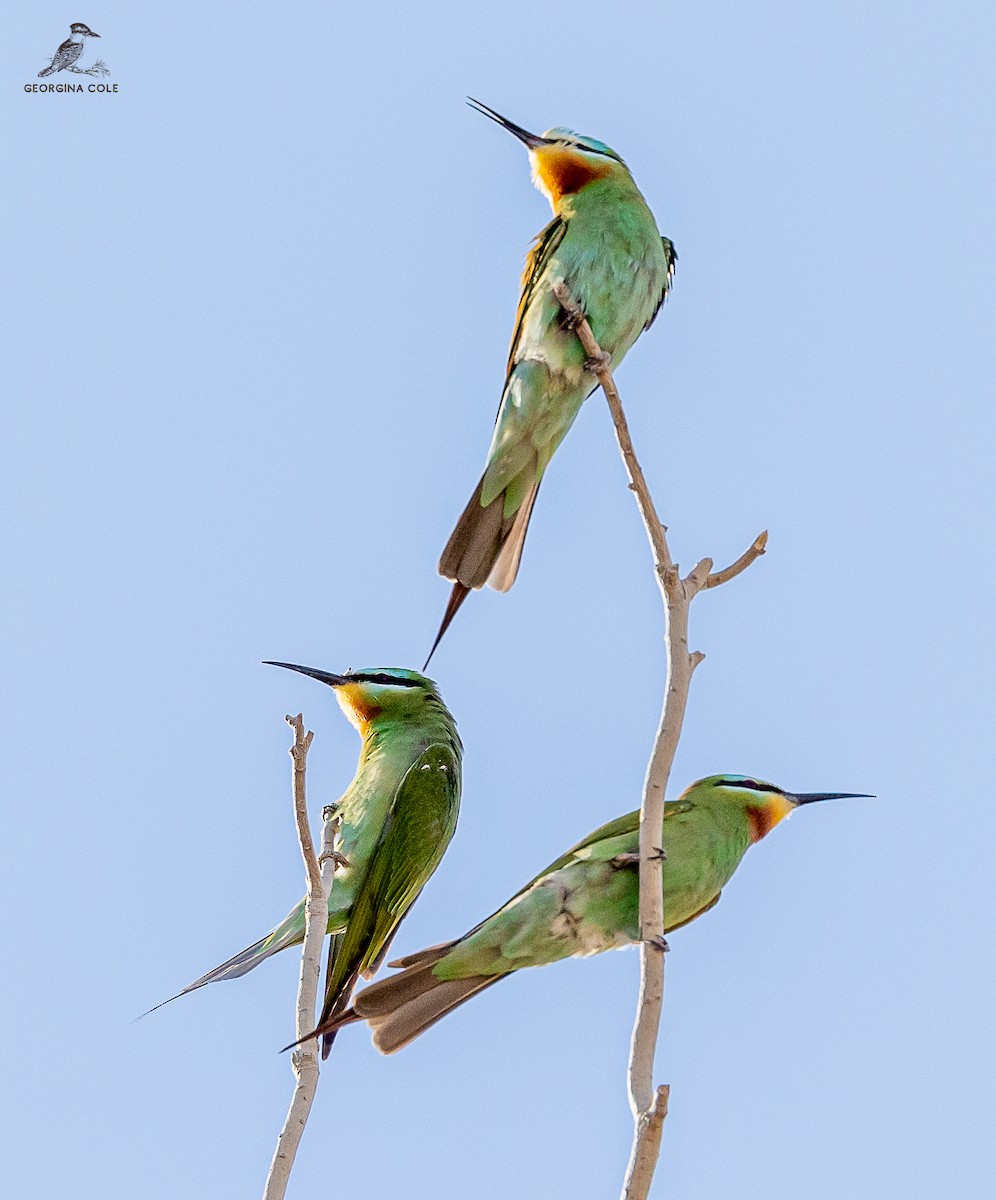 Blue-cheeked Bee-eater - ML554494201