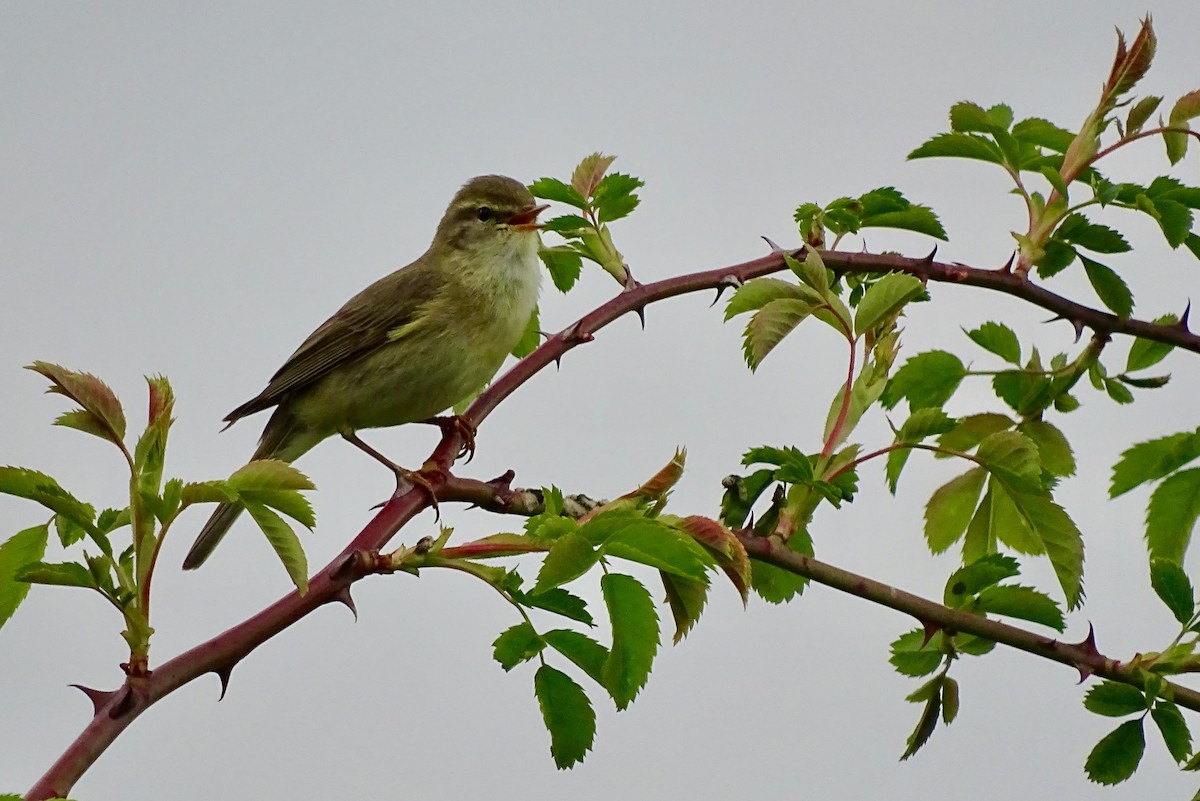Willow Warbler - Gyorgy Szimuly