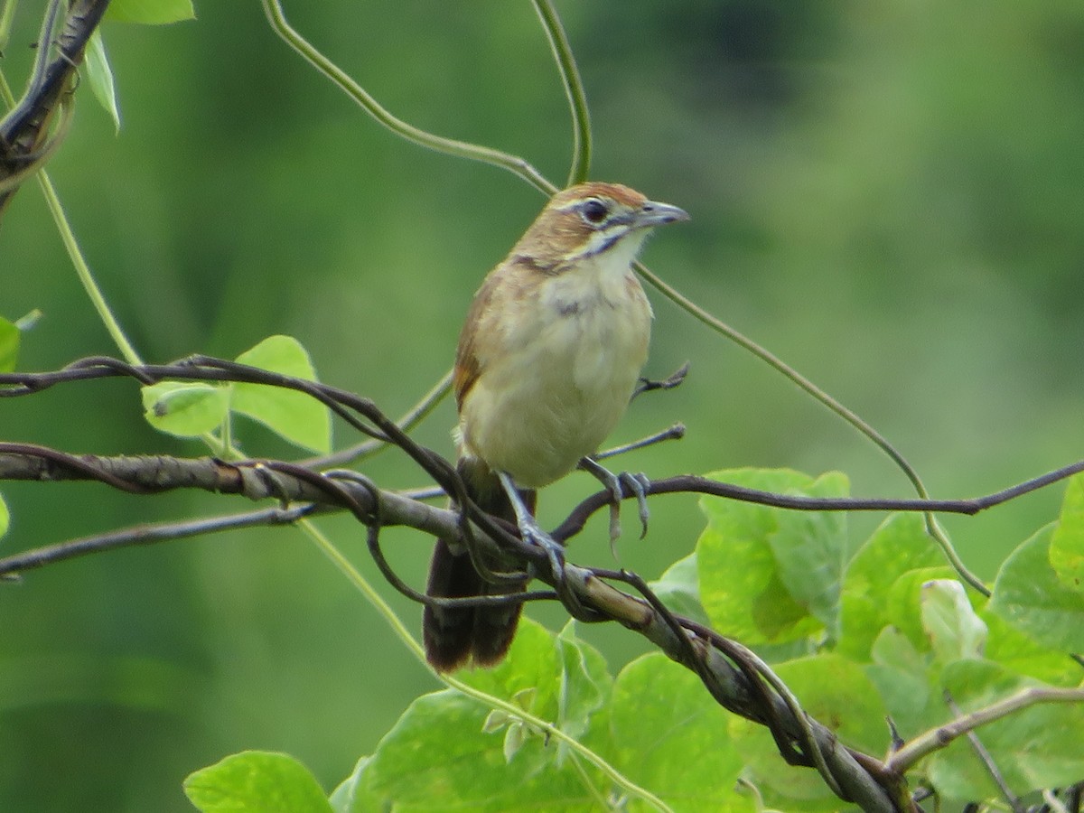 Moustached Grass-Warbler - ML554500951