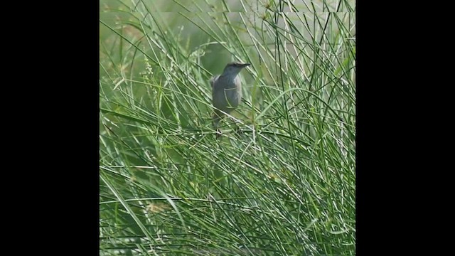 Striated Grassbird - ML554501291