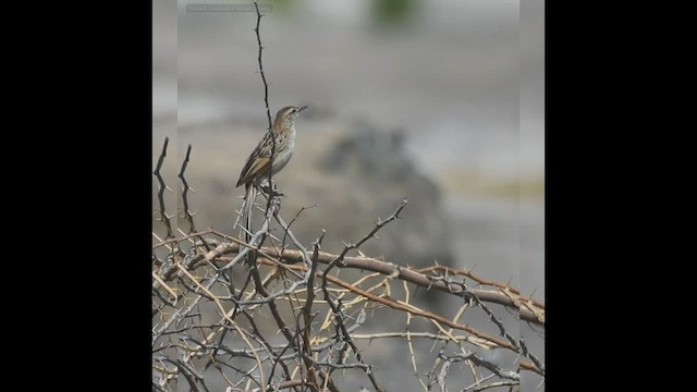 Striated Grassbird - ML554501301