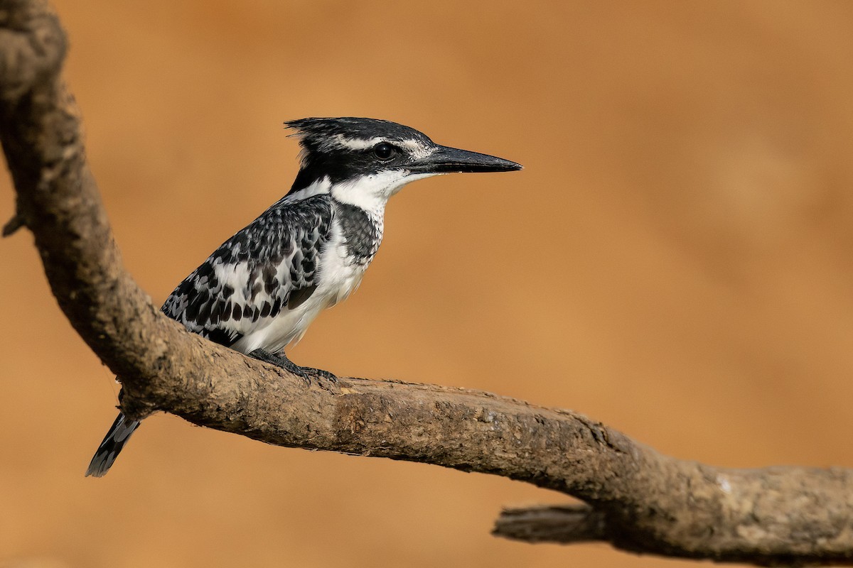 Pied Kingfisher - Chris Venetz | Ornis Birding Expeditions