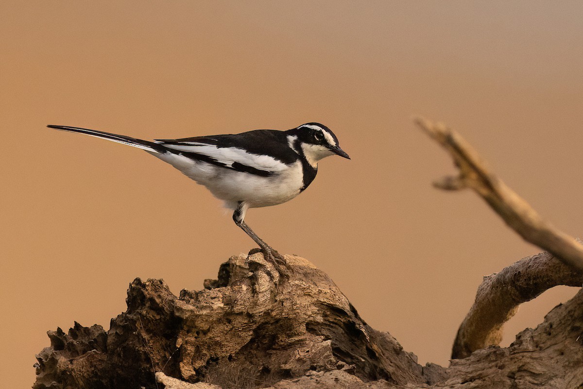 African Pied Wagtail - ML554513651
