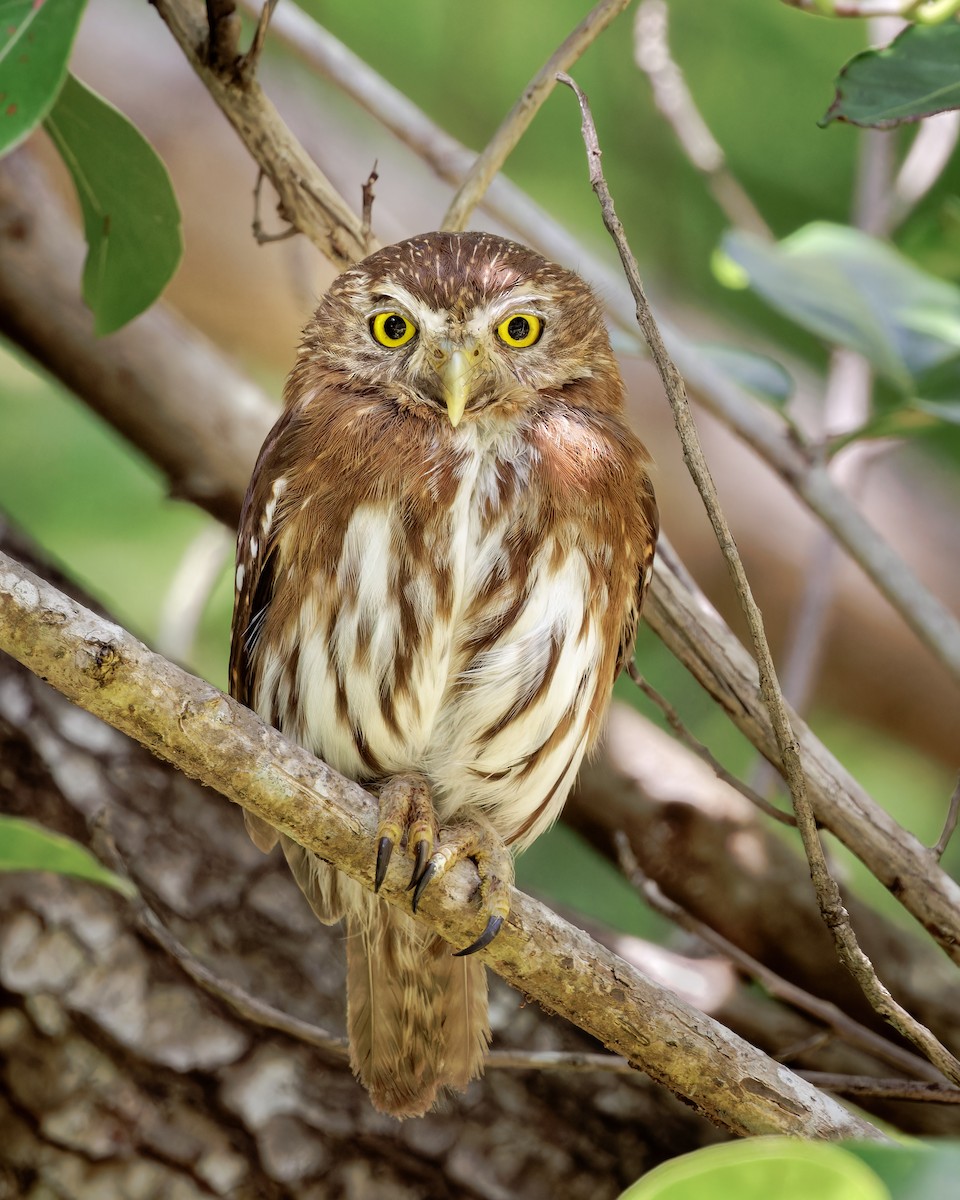 eBird Checklist 28 Mar 2023 Barceló Maya Palace Deluxe 12 species