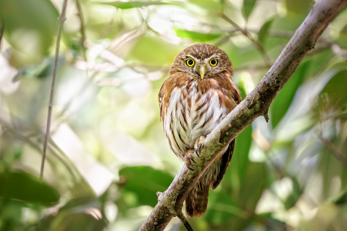 Ferruginous Pygmy-Owl - Frédérick Lelièvre