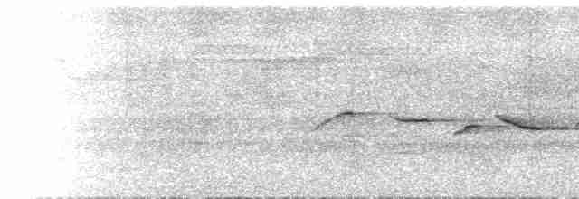  - Rufous-vented Niltava