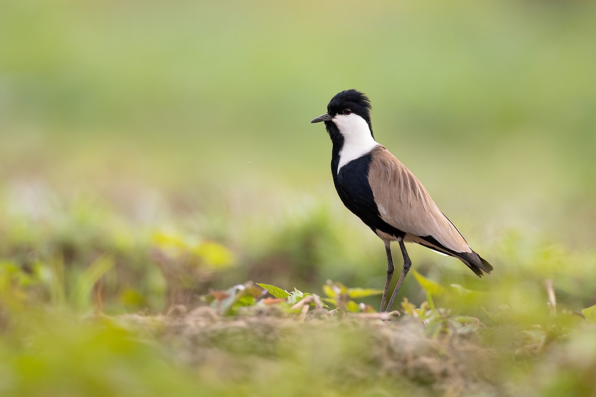 Spur-winged Lapwing - ML554519701