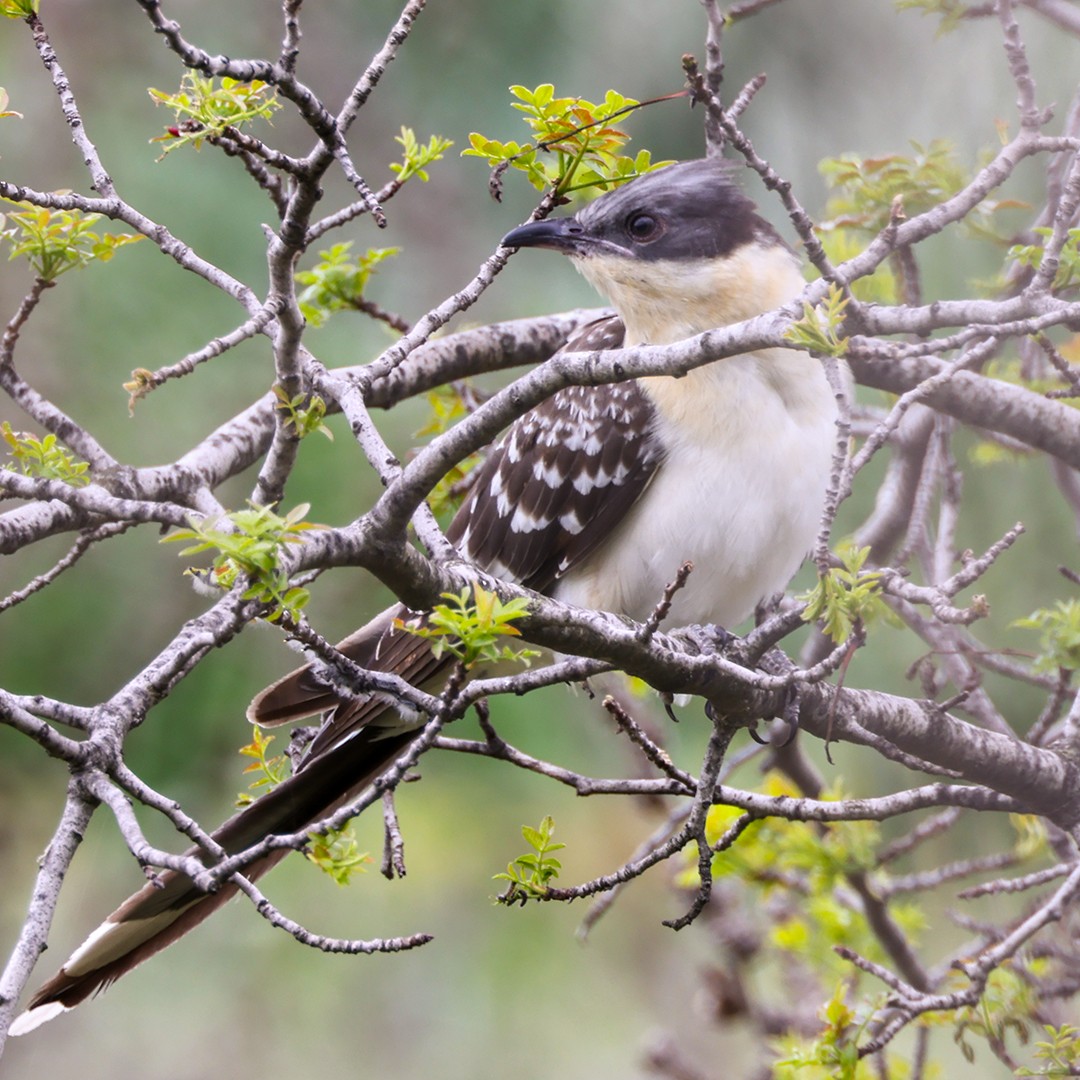 Great Spotted Cuckoo - ML554520051