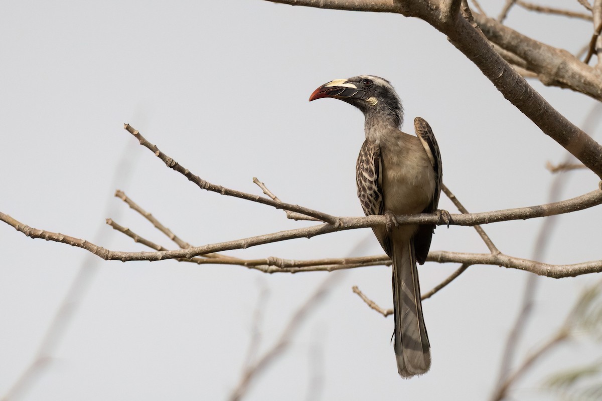 African Gray Hornbill - ML554522041