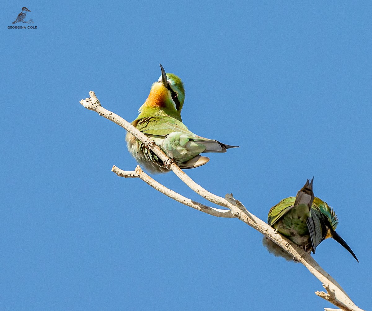 Blue-cheeked Bee-eater - ML554524721