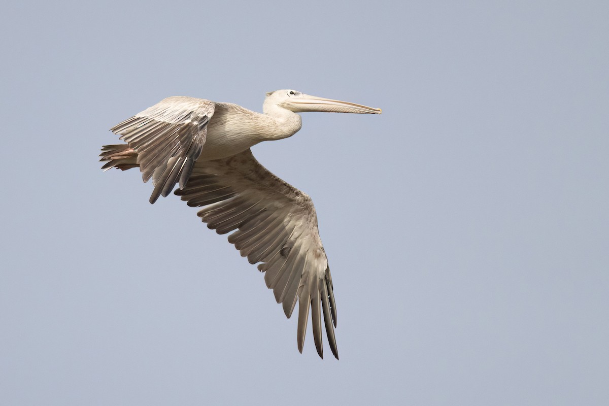 Pink-backed Pelican - ML554525431
