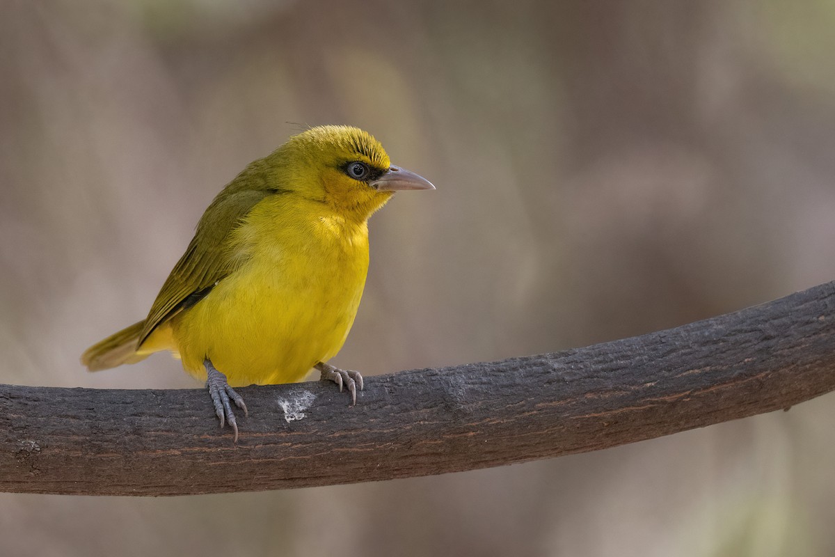 Olive-naped Weaver - Chris Venetz | Ornis Birding Expeditions