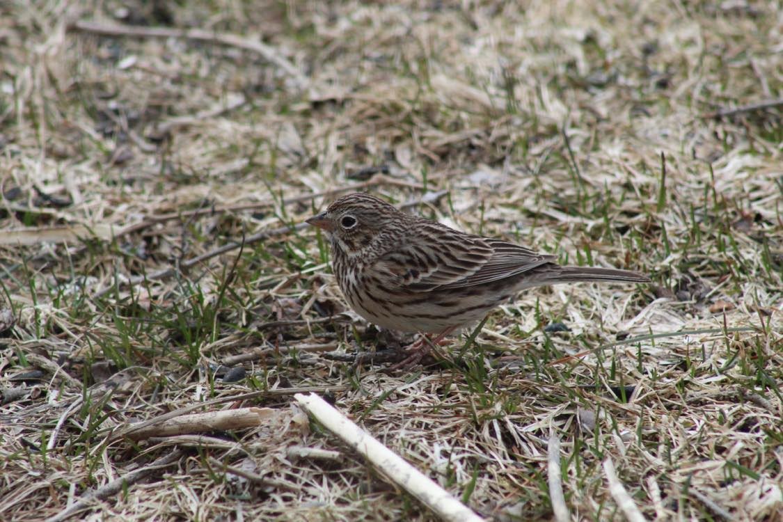 eBird Checklist 7 Apr 2023 Reed Road, Colebrook, New Hampshire, US