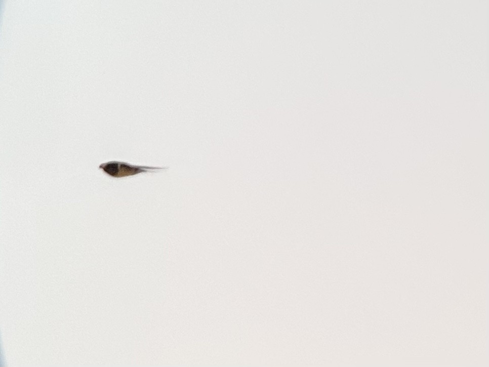 Barn Swallow (White-bellied) - ML554534091
