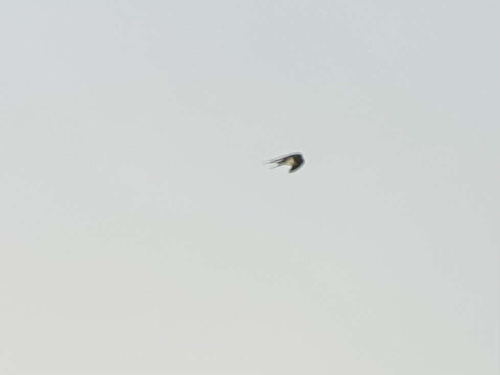 Barn Swallow (White-bellied) - ML554534101