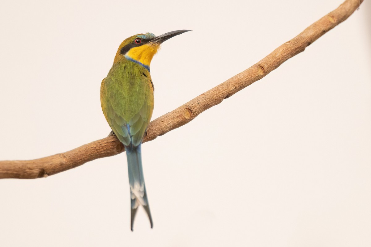 Swallow-tailed Bee-eater - ML554538191