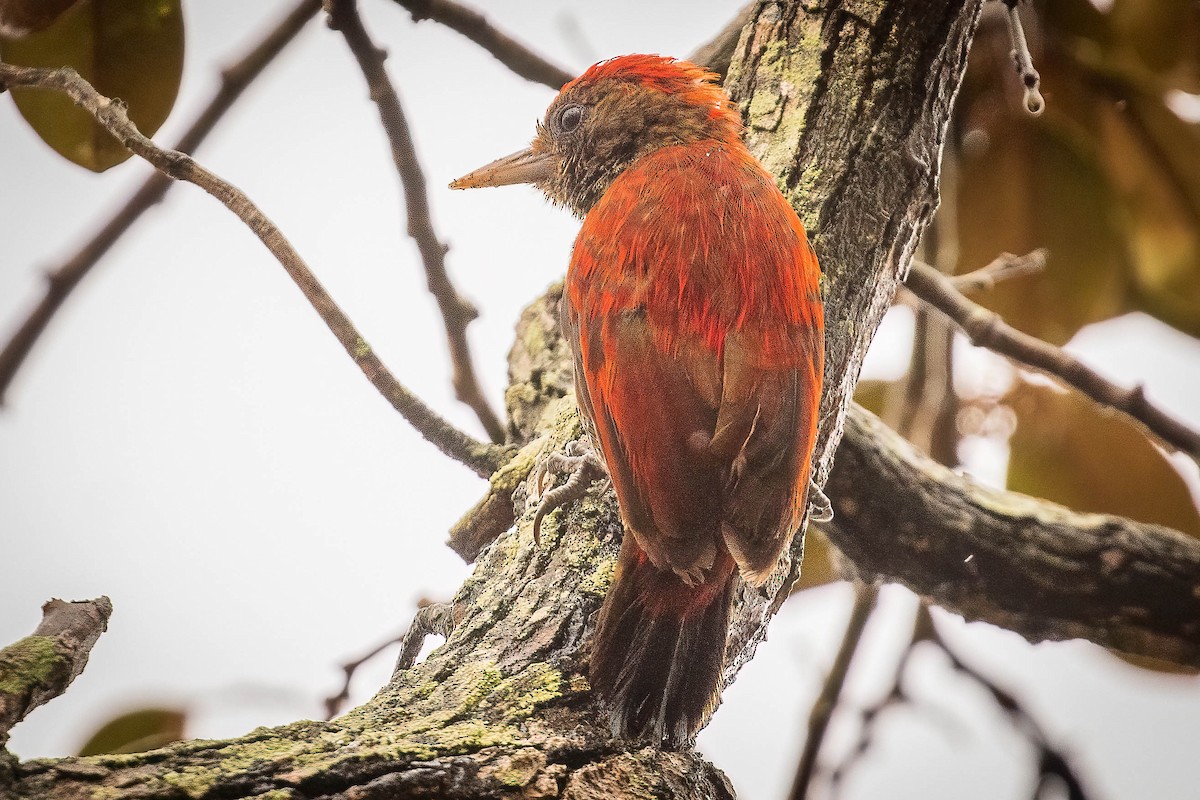 Blood-colored Woodpecker - Michael Ortner