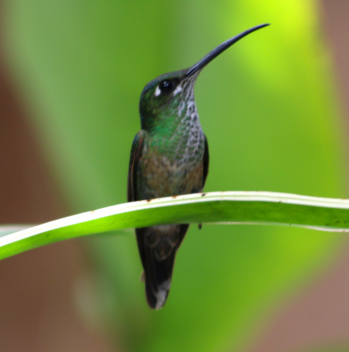 Violet-chested Hummingbird - ML554542201