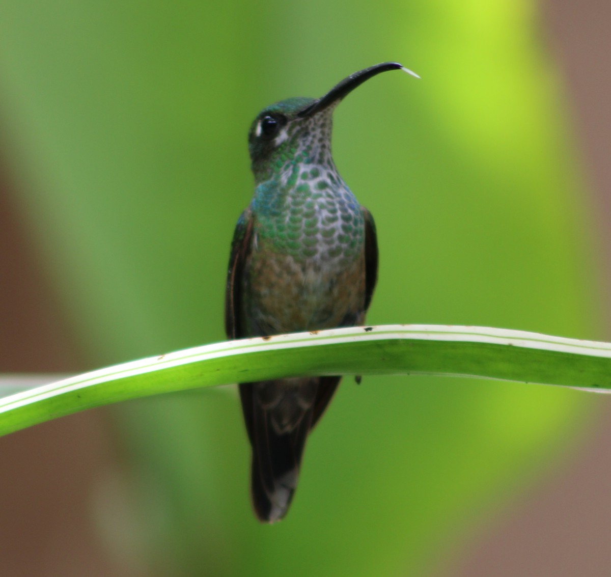 Violet-chested Hummingbird - ML554542311