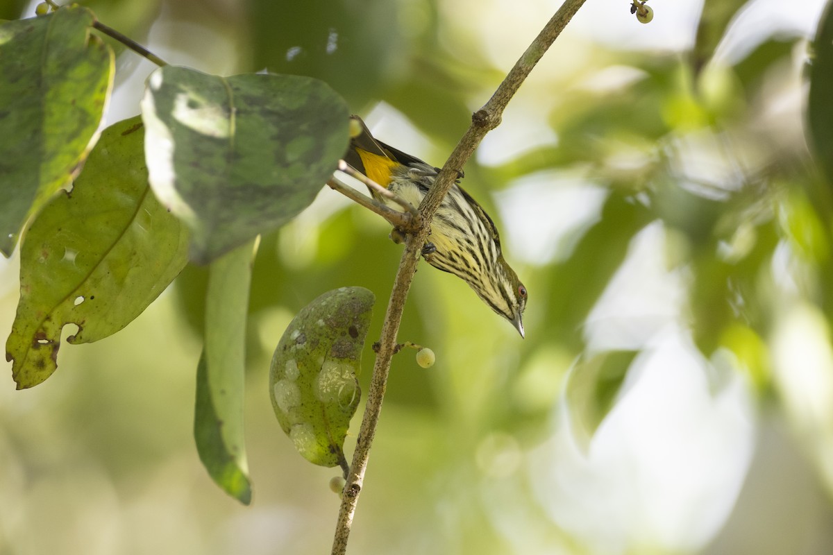 Yellow-vented Flowerpecker - Jan-Peter  Kelder