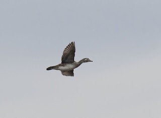 Wood Duck, ML554544341