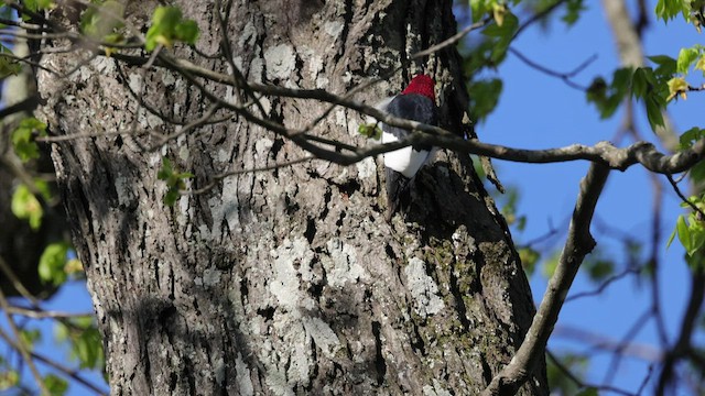 Red-headed Woodpecker - ML554545751