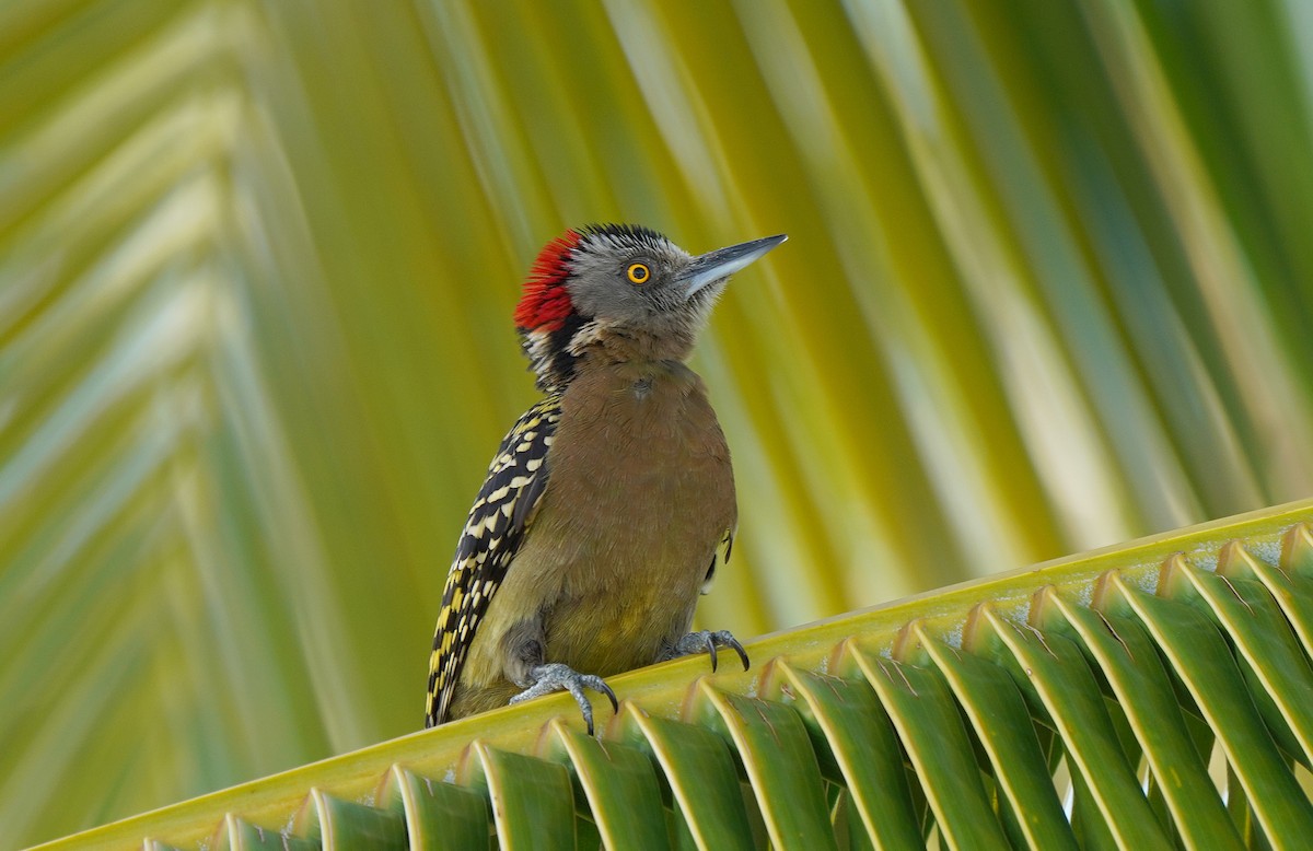 Hispaniolan Woodpecker - ML554546521
