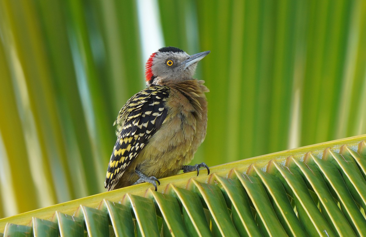 Hispaniolan Woodpecker - ML554546531