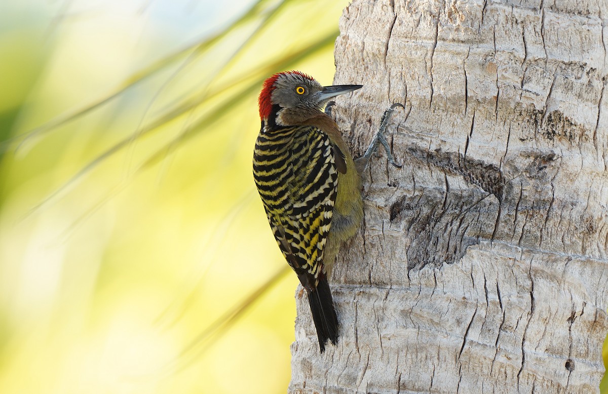 Hispaniolan Woodpecker - ML554546591